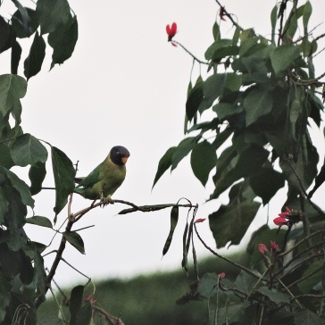 Plum-Headed Parakeet, Kerala
