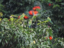 Plum-Headed Parakeets, Kerala