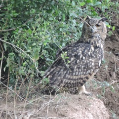 Indian Eagle Owl, Tamil Nadu