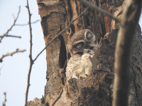 Spotted Owlet, Vedanthangal Bird Sanctuary