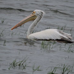 Spot Billed Pelican, Chennai