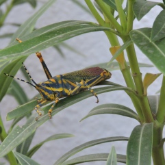 Painted Grasshopper, Chennai