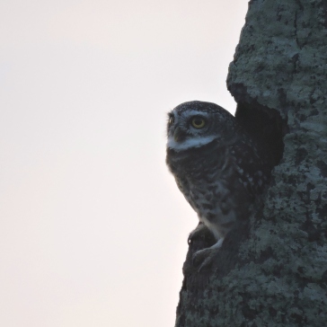 Spotted Owlet, East Coast Road