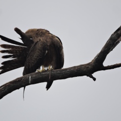 Black Kite, Chennai