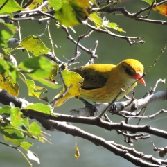 Golden Oriole, Vedanthangal