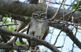 Spotted Owlets, Vedanthangal