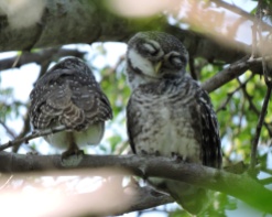 Spotted Owlets, Chennai