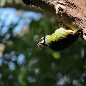 Coppersmith Barbet, Vedanthangal