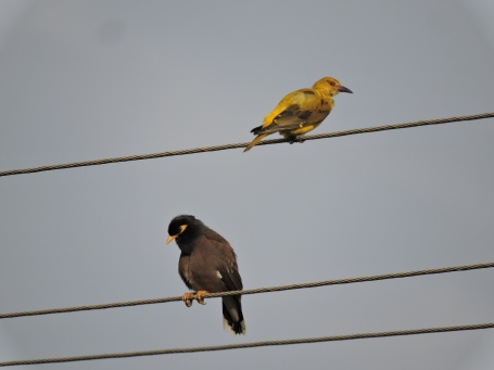Golden Oriole / Common Mynah - Vedanthangal