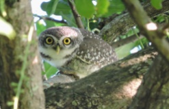 Spotted Owlet, Vedanthangal