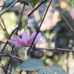 Nilgiri Flowerpecker, Kodainakal