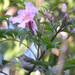 Nilgiri Flowerpecker, Kodainakal