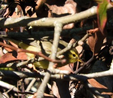 Tickell's Leaf Warbler, Kodaikanal