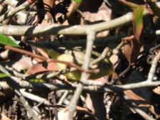 Tickell's Leaf Warbler, Kodaikanal