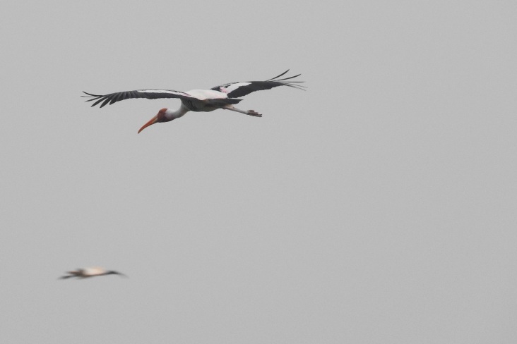 Painted Stork, Vedanthangal