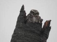 Spotted Owlet, Chennai
