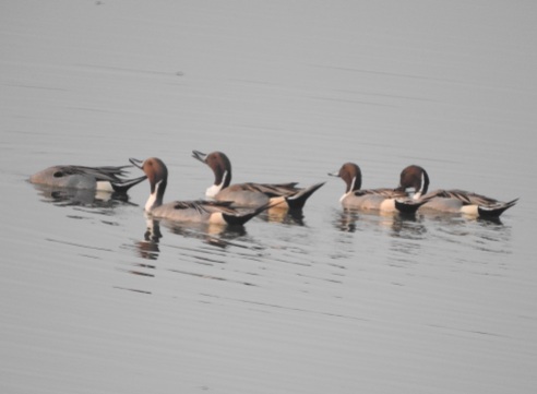 Northern Pintails (male), Chennai