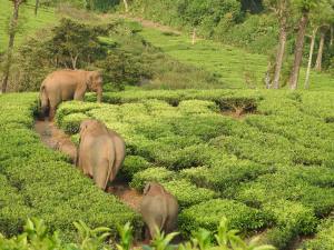 Indian Elephants, Meghamalai