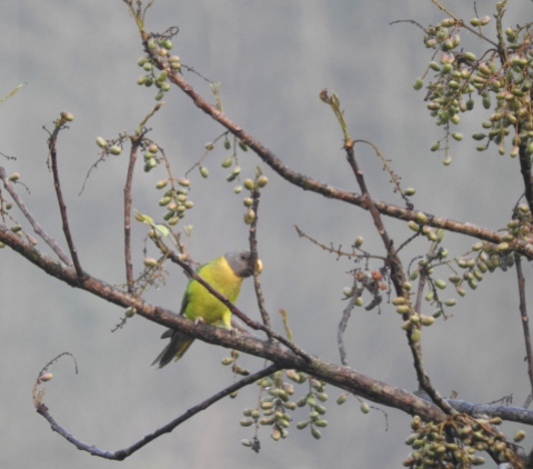 Plum-Headed Parakeet (Female), Thattekad