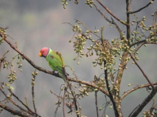 Plum-Headed Parakeet (Male), Thattekad