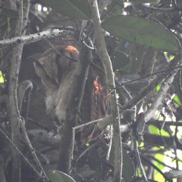 Peninsular Bay Owl, Kerala
