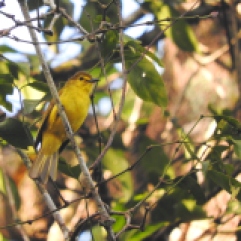 Yellow Browed Bulbul, Kodaikanal