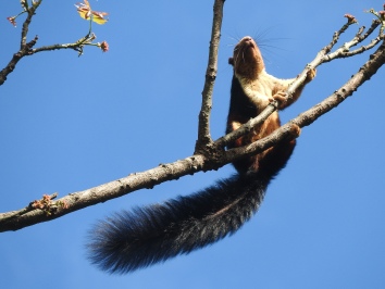 Malabar Giant Squirrel, Kodaikanal