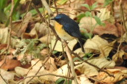 Nilgiri Blue Robin, Palani