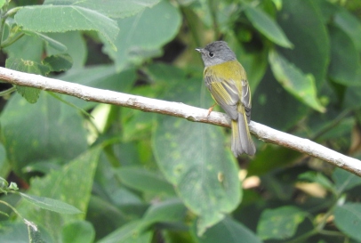Grey-Headed Canary Flycatcher, Palani Hills
