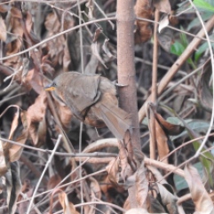 Rufous Babbler, Palani