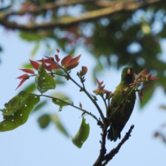 Vernal Hanging Parakeet, Palani Hills