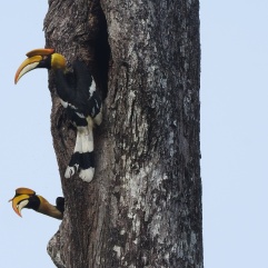 Great Indian Hornbills, Anaimalai Hills