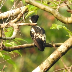 Heart-Spotted Woodpecker, Thattekad