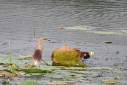 Pheasant-Tailed Jacana, Chennai