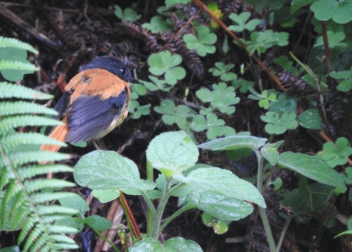 Black-And-Orange Flycatcher