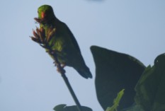 Vernal Hanging Parakeet