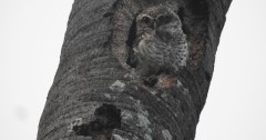 Spotted Owlet, Siruthavur