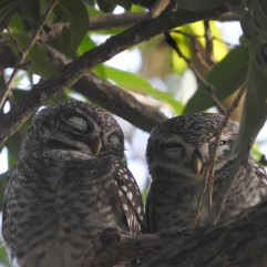 Spotted Owlets, Vedanthangal