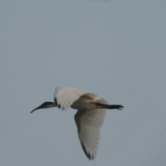 Black ibis, Sholinganallur