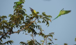 Rose-Ringed Parakeets, Chennai