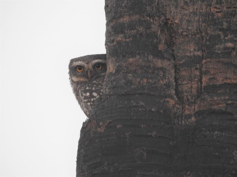 Spotted Owlet - Vedanthangal, Chennai