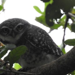 Spotted Owlets - Vedanthangal, Chennai
