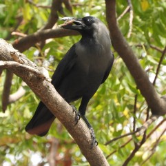 House Crow, Chennai