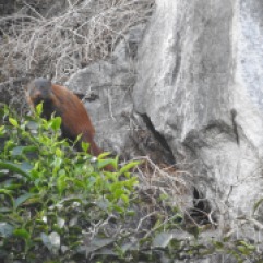 Stripe-Necked Mongoose, Western Ghats