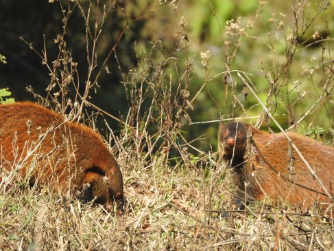 Stripe-Necked Mongoose, Western Ghats